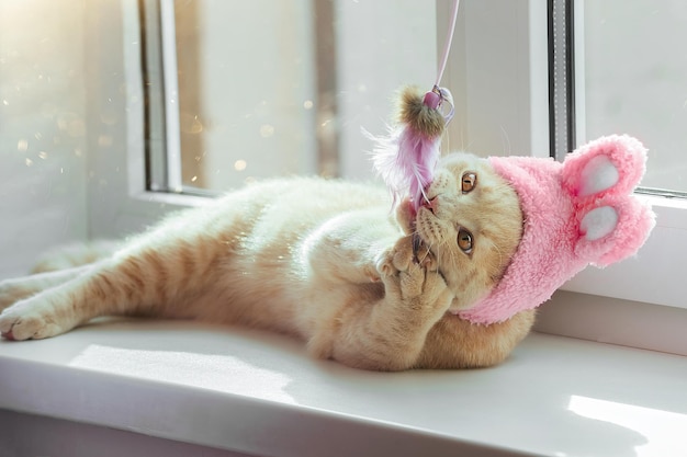 un gato doméstico de Pascua con un sombrero con orejas de conejo, una raza británica de color melocotón