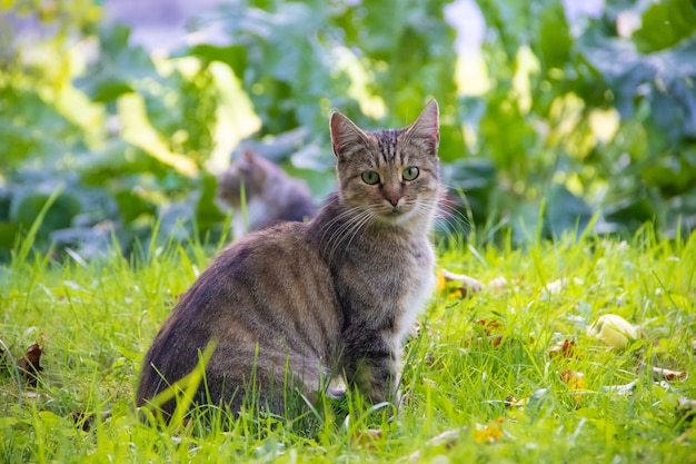 Gato doméstico en un paseo por el patio. Una mascota. Gato. Gato en un paseo Mamífero. Pelo animal.