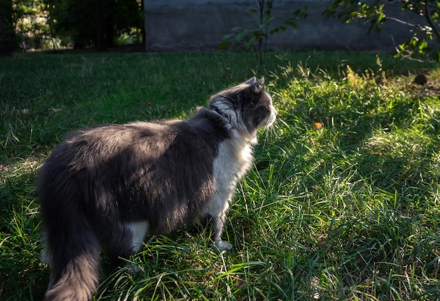 Gato doméstico en un paseo