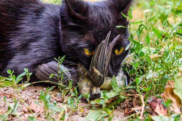 Gato doméstico pegou o pássaro em um jardim