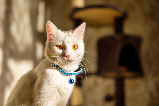 Gato doméstico con pelaje blanco y cuello azul mirando a la cámara