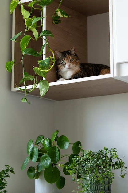 El gato doméstico perezoso descansa en el estante del gabinete de la pared de la cocina cerca de macetas verdes con hojas exuberantes