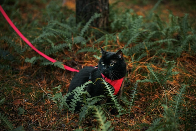 Gato doméstico preto durante a caminhada Animal de estimação andando na floresta