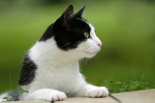 Gato doméstico preto e branco