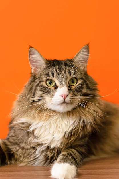 Un gato doméstico de pura raza sobre un fondo naranja Gato Maine Coon Mascotas