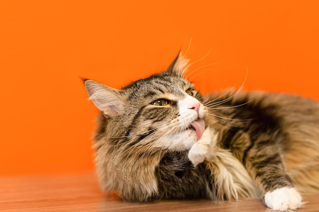 Un gato doméstico de pura raza sobre un fondo naranja Gato Maine Coon Mascotas