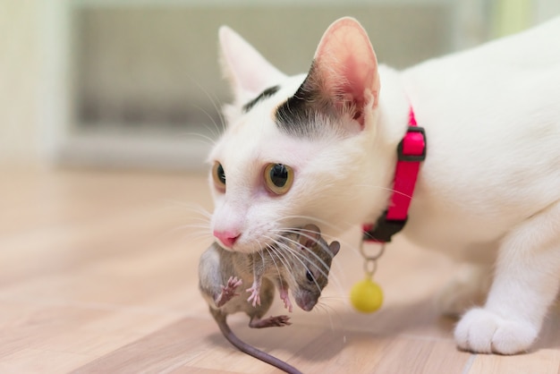 Gato doméstico que leva o rato pequeno do roedor na casa, gato branco que trava um rato.