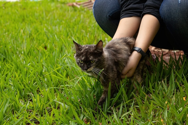 Gato doméstico de raza mixta sostenido por una niña