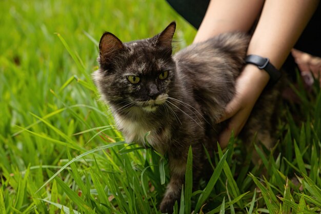 Gato doméstico de raza mixta sostenido por una niña