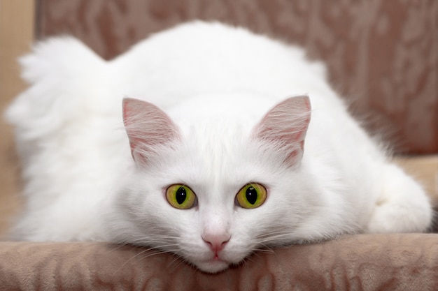 Gato doméstico relaxado branco com olhos verdes