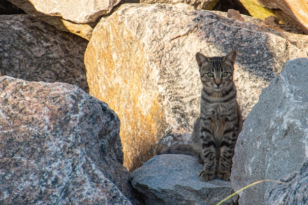 Gato doméstico entre las rocas