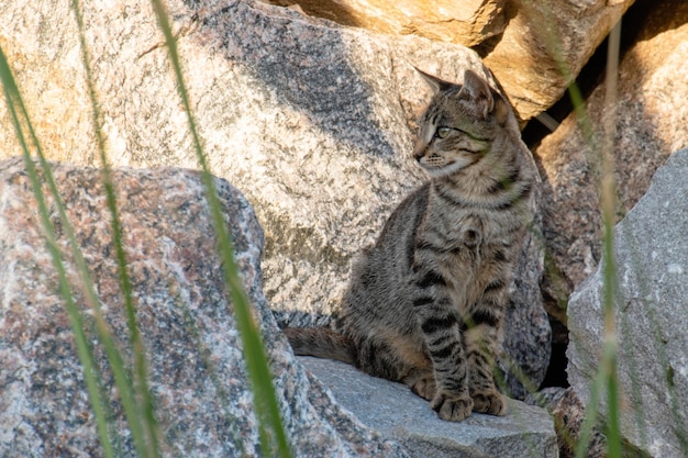 Gato doméstico entre las rocas