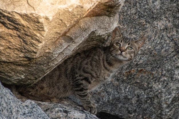 Gato doméstico entre las rocas