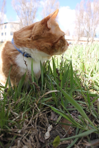 gato doméstico rojo camina con correa en la calle