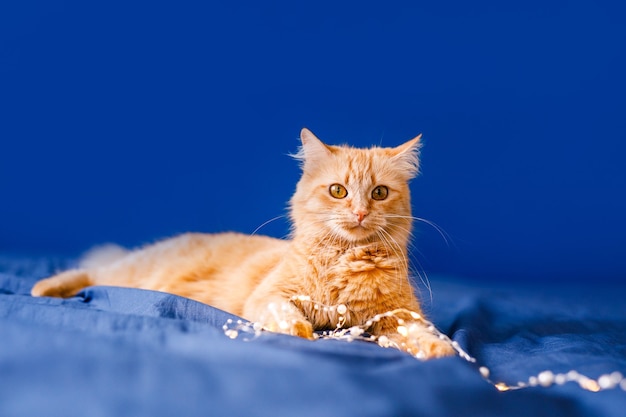 Un gato doméstico rojo y esponjoso yace en una cama sobre un fondo azul.