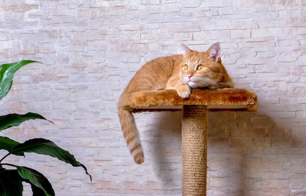 Gato doméstico rojo listo para cazar presas. El gato jengibre está mirando y preparándose para atacar.