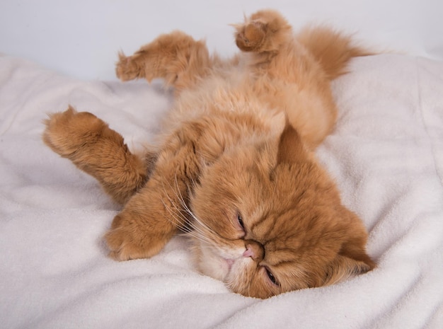 Gato doméstico ruivo persa dorme em casa deitado em uma cama em um cobertor branco em uma pose engraçada