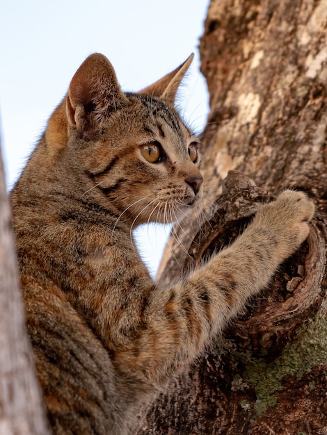 Foto gato doméstico salvaje en la cima de un árbol con enfoque selectivo