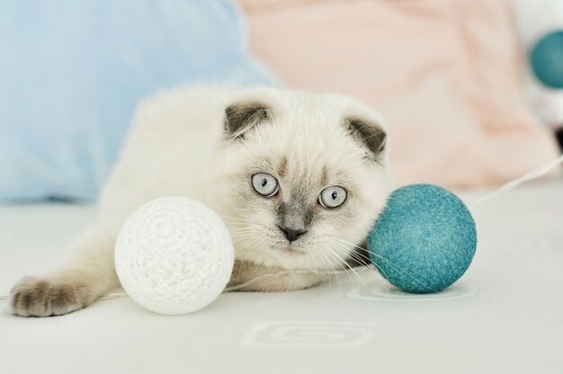 Gato doméstico Scottish fold blanco jugando en la cama