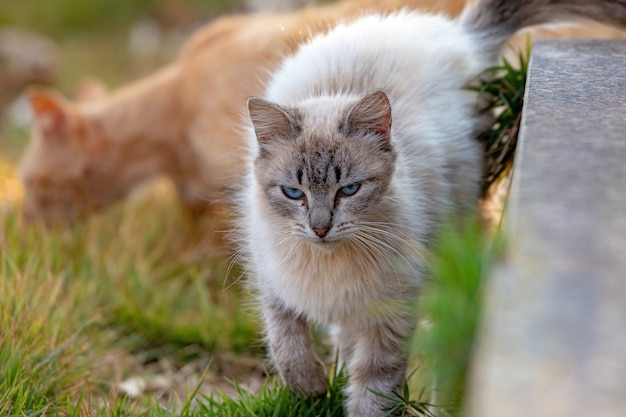 Gato doméstico selvagem abandonado no cemitério com foco seletivo