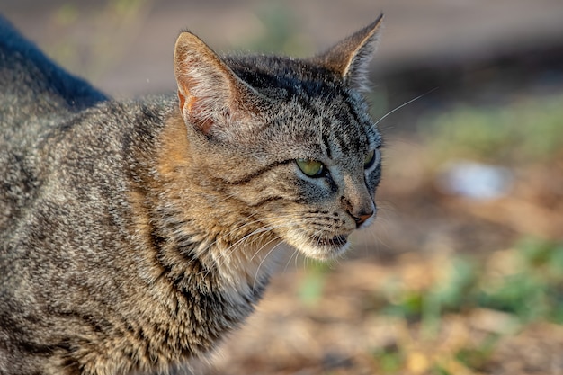 Gato doméstico selvagem abandonado no cemitério com foco seletivo