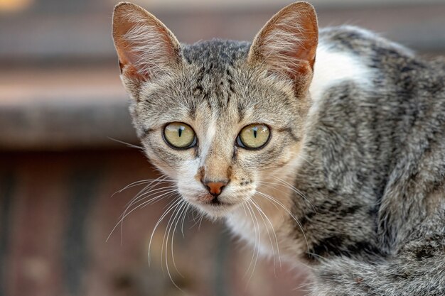 Gato doméstico selvagem abandonado no cemitério com foco seletivo