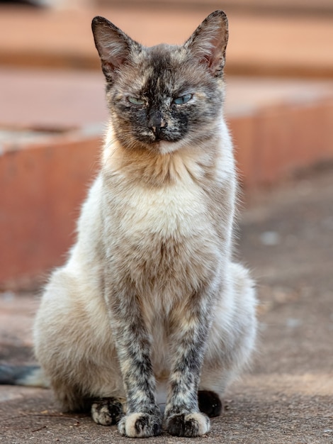 Gato doméstico selvagem abandonado no cemitério com foco seletivo