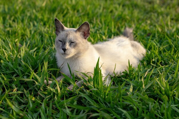 Gato doméstico selvagem branco abandonado em cemitério com foco seletivo