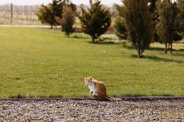 Gato doméstico sentado al aire libre sobre una hierba verde en el campo