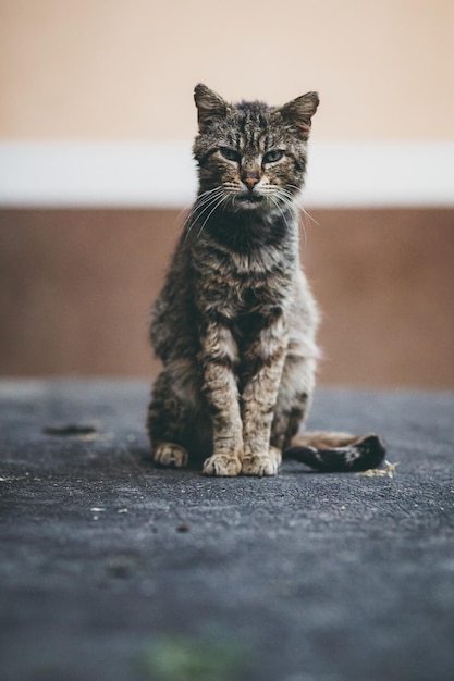 Un gato doméstico sentado al aire libre