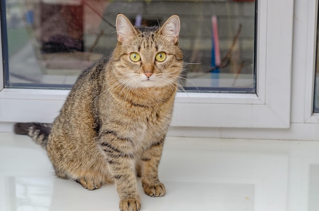 Un gato doméstico sentado en el alféizar de una ventana mirando a la cámara.