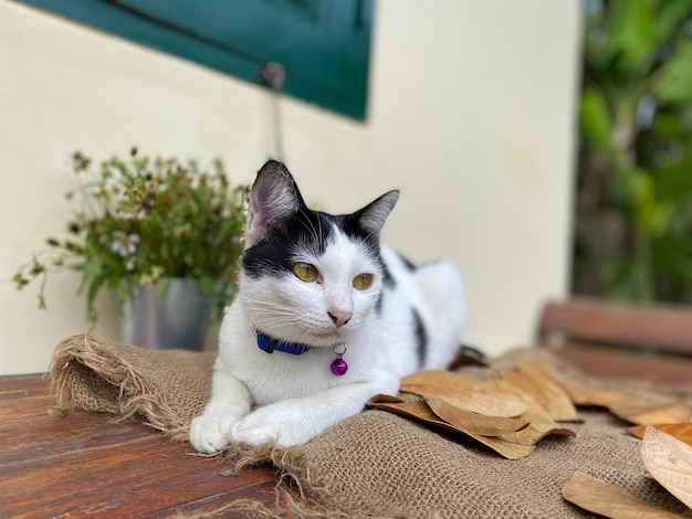 Gato doméstico sentado en la mesa de madera