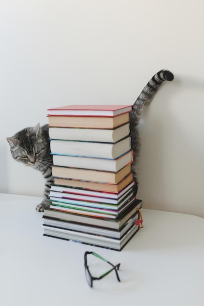 gato doméstico sentado na mesa entre livros isolados na educação em casa branca e conceito de estudo