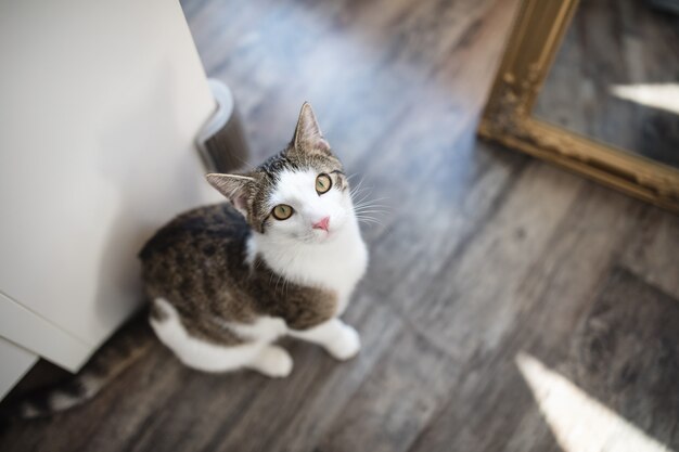 Gato doméstico sentado no chão, Ver os de cima