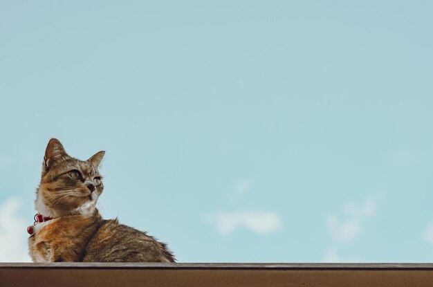 Foto gato doméstico sentado no telhado da casa com nuvem e fundo de céu azul