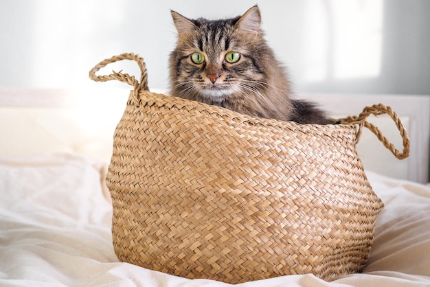 Foto gato doméstico siberiano tabby sentado em uma cesta marrom no cobertor branco na cama