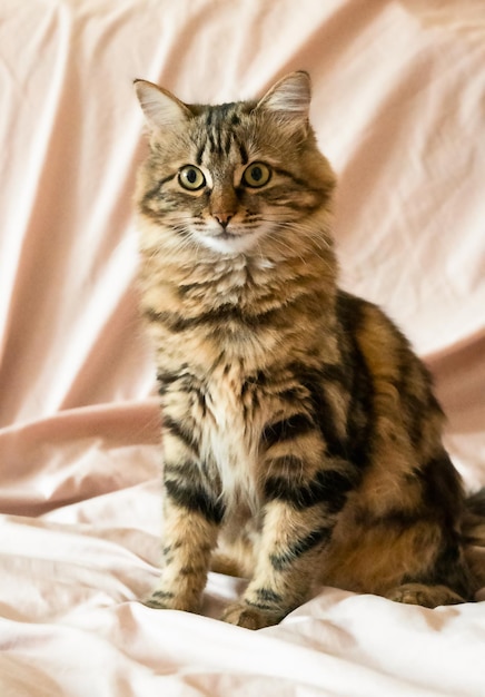 Un gato doméstico se sienta en una cama blanda