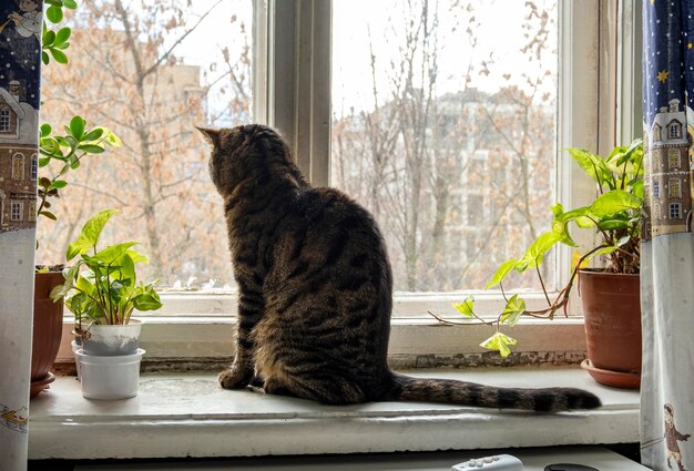 Foto un gato doméstico se sienta en la ventana