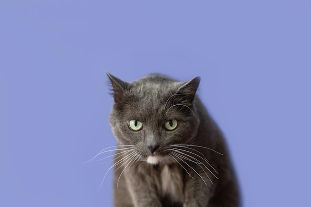 Un gato doméstico sobre un fondo azul Temas de animales Espacio de copia Un gato de pelo corto