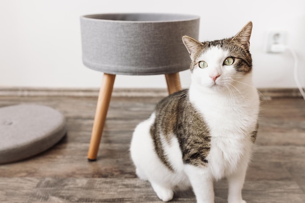 Gato doméstico y taburete con almacenaje gris puf redondo de lino gris