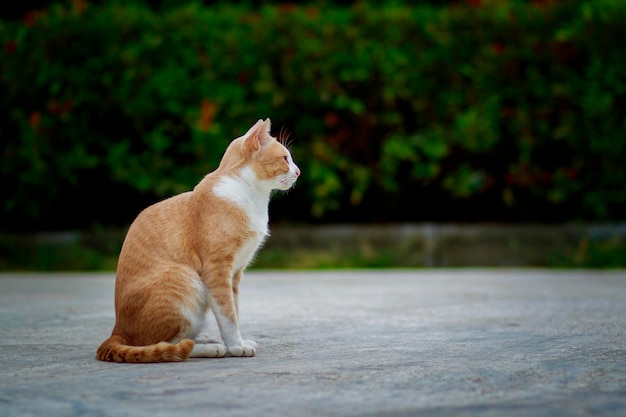 Gato doméstico tailandês sentado no chão de cimento