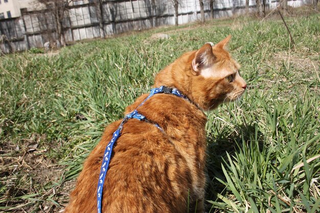 gato doméstico vermelho anda na coleira na rua