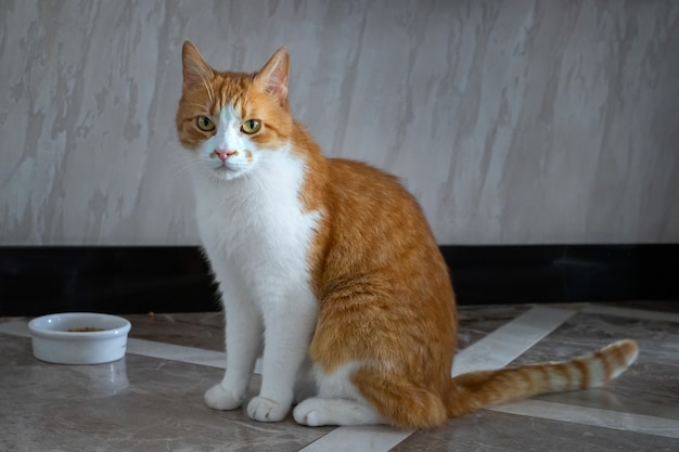 Gato doméstico vermelho na tigela à espera de comida