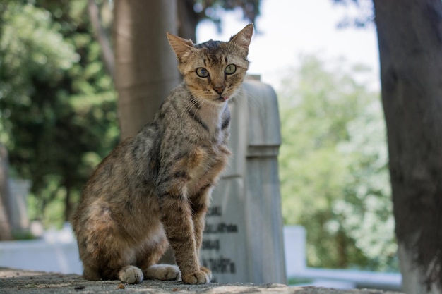 Gato doméstico a la vista en la calle de la ciudad