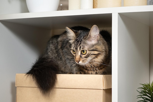 Un gato doméstico vive en una habitación sentada en una caja en un estante blanco.