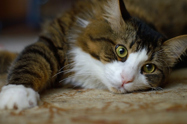 Gato doméstico yace sobre una alfombra