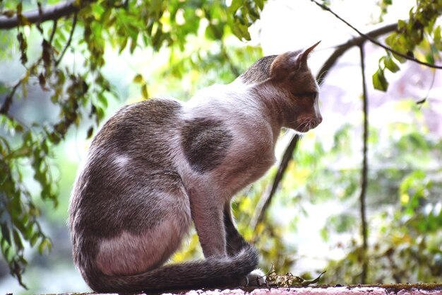 Foto un gato doméstico