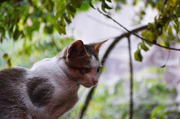 Foto un gato doméstico