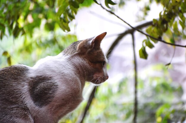 Un gato doméstico