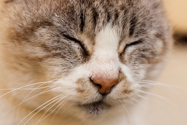 Foto gato doméstico